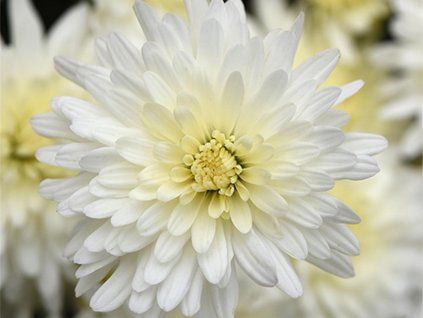 Chryzantéma 'White Bouquet' - Chrysanthemum indicum 'White Bouquet'  Chrysanthemum 'White Bouquet'