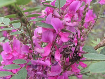 Modřil různokvětý - Indigofera heterantha  Indigofera heterantha