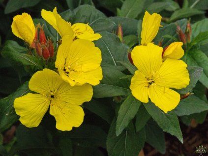 Oenothera fruticosa 'Fyrverkeri'