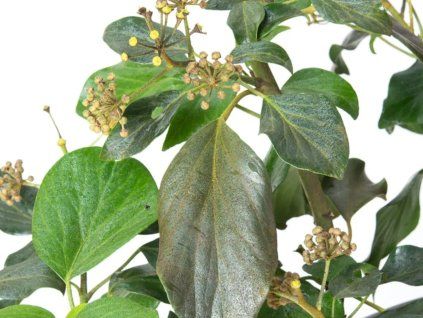 Břečťan kavkazský 'Fall Favourite'  Hedera colchica 'Fall Favourite'