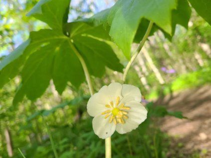 135855 noholist stitnaty podophyllum peltatum