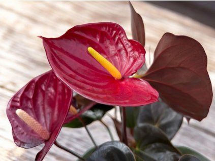 Toulitka Andréova 'Delicata'  Anthurium andreanum 'Delicata'