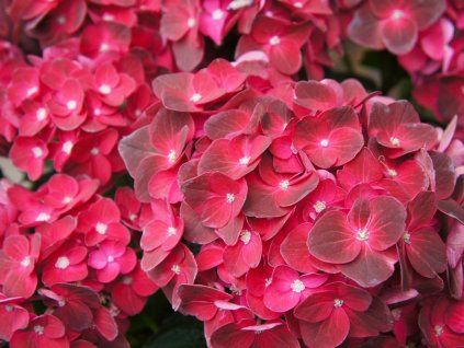 Hortenzie velkolistá 'Red'  Hydrangea macrophylla 'Red'