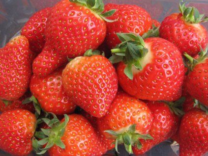 Jahodník 'Magnum'  Fragaria 'Magnum'