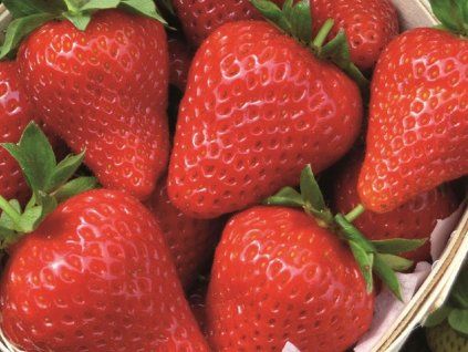 Jahodník 'Sweet Ann' - stáleplodící  Fragaria 'Sweet Ann'