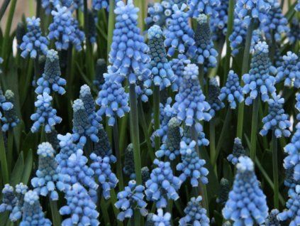 Modřenec ‘Blue Magic’ - Muscari aucheri 'Blue Magic'  Muscari aucheri 'Blue Magic'