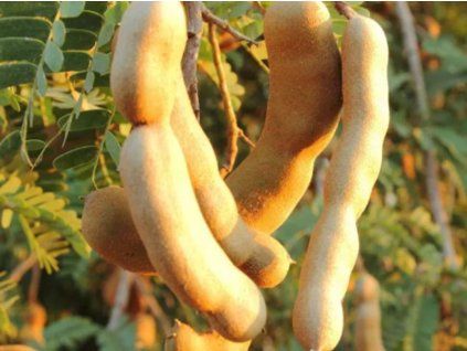 tamarind