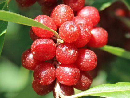 Hlošina okoličnatá 'Brilliant Rose'  Elaeagnus 'Brilliant Rose'