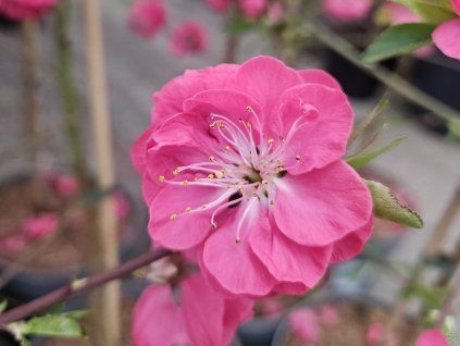 Broskvoň okrasná 'Melred'  Prunus persica 'Melred'