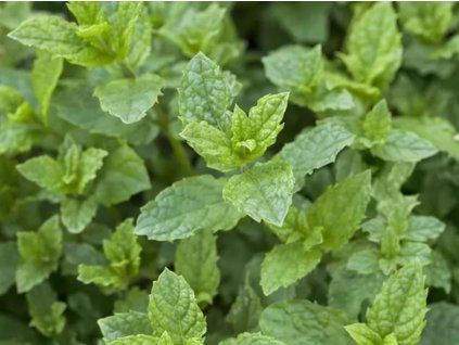 Máta 'Hugo'  Mentha spicata 'Hugo'