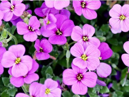lilac