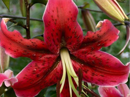 Lilie 'Miss Feya'  Lilium 'Miss Feya'