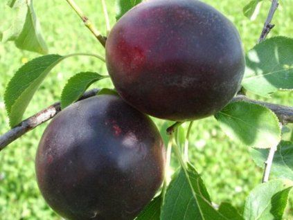 Švestkomeruňka 'Aprisali' - kontejner  Prunus hybride 'Aprisali'