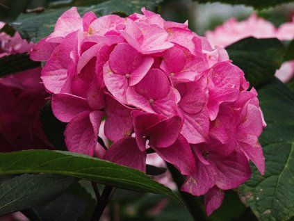 Hortenzie velkolistá Black Steel® 'Red Fox'  Hydrangea macrophylla Black Steel® 'Red Fox'