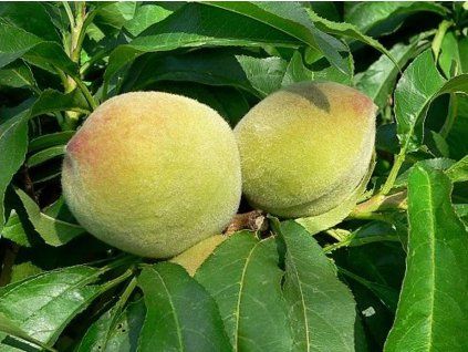 Broskvoň 'Bonanza' - kontejner  Prunus persica 'Bonanza'