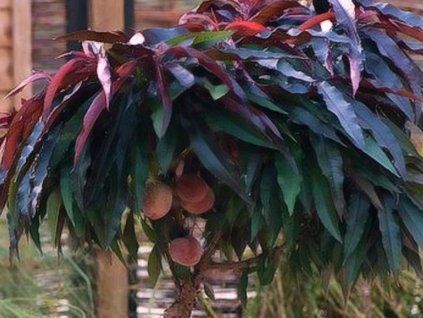 Broskvoň 'Crimson Bonfire' - kontejner  Prunus persica 'Crimson Bonfire'
