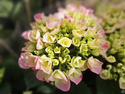 Hortenzie velkolistá Hovaria® 'Sweet Fantasy'  Hydrangea macrophylla Hovaria® 'Sweet Fantasy'