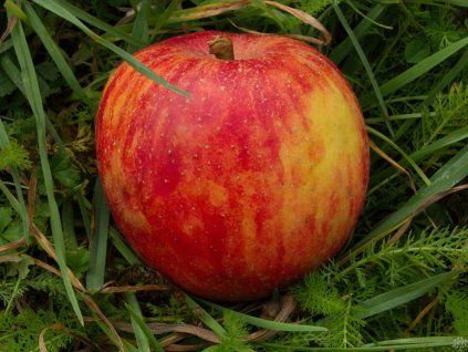 Jabloň 'Red Boskoop' - kontejner  Malus domestica 'Red Boskoop'