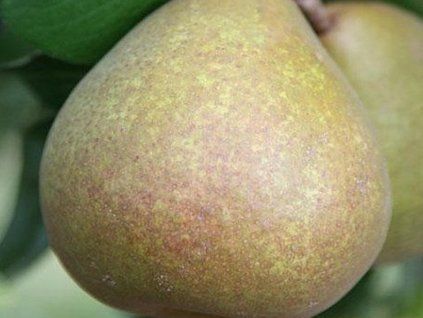 Hrušeň 'Bera Hardy' - kontejner  Pyrus communis 'Bera Hardy'