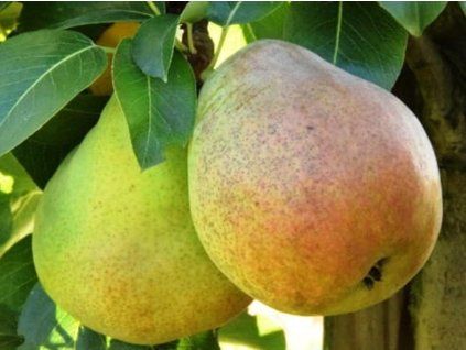Hrušeň 'Doyenné du Comice/Komisowka'- kontejner  Pyrus communis 'Doyenné du Comice/Komisowka'