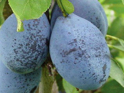 Švestka 'Stanley' - kontejner  Prunus domestica 'Stanley'