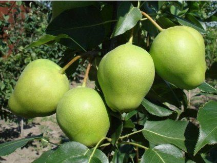 Asijská hrušeň 'Early Shu' - kontejner  Pyrus pyrifolia 'Early Shu'