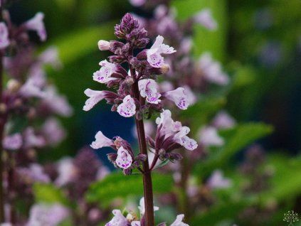 Nepeta Wild Orchid