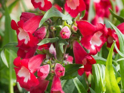 Penstemon hartwegii 'Phoenix Red'