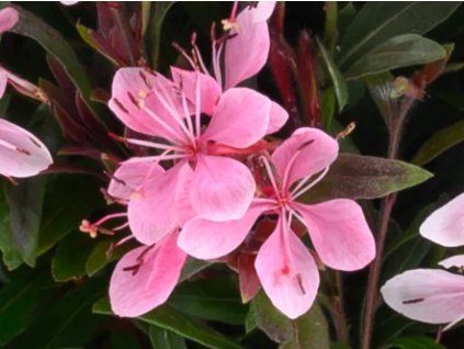Svíčkovec lindheimeri 'Steffi Blush Pink' - Gaura lindheimeri 'Steffi Blush Pink'  Gaura lindheimeri 'Steffi Blush Pink'