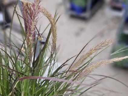 Dochan 'Mayfair' - Pennisetum  'Mayfair'  Pennisetum 'Knightsbridge'