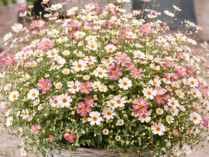 erigeron