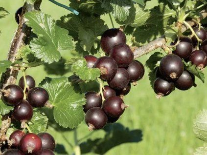 Rybíz/Josta 'Jostine'  Ribes × nidigrolaria ‘Jostine’