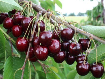 Třešeň 'Linda'  Prunus avium 'Linda'