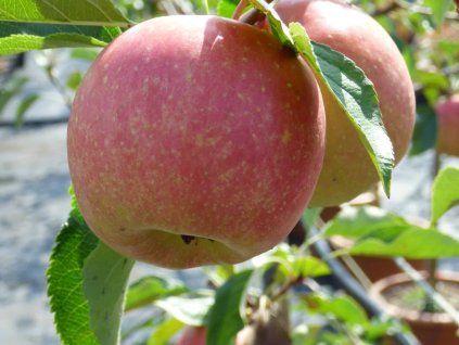 Jabloň 'Bonita'  Malus domestica 'Bonita'