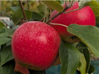 Jabloň 'Charles Ross'  Malus domestica 'Charles Ross'