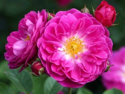 Růže 'Manhattan Blue'  Rosa 'Manhattan Blue'