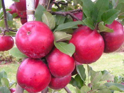 Jabloň 'Black Topaz'  Malus domestica 'Black Topaz'