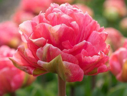 Tulipán 'Taiwan'  Tulipa 'Taiwan'