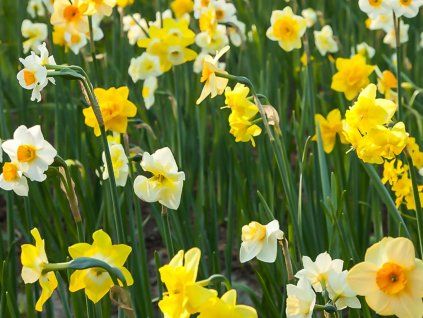 Narcisy - Botanic mix  Narcissus - Botanic mix