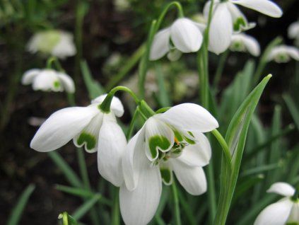 Sněženka 'Dionysus'  Galanthus 'Dionysus'