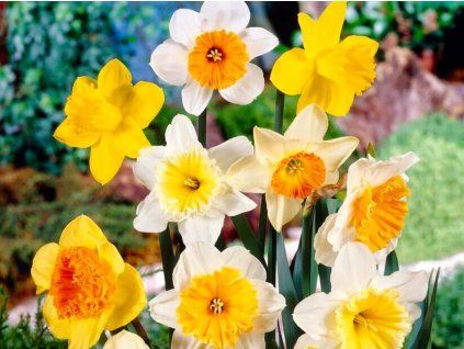 Narcis - Velkokvětý mix  Narcissus - Velkokvětý mix