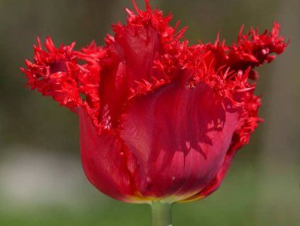Tulipán 'Barbados'  Tulipa 'Barbados'