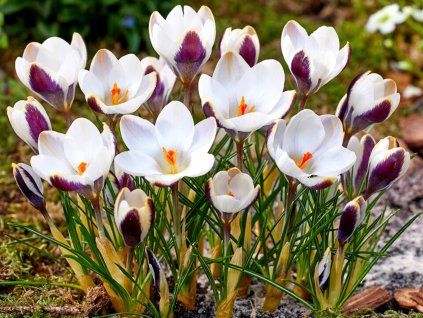 Krokus 'Panda'  Crocus 'Panda'