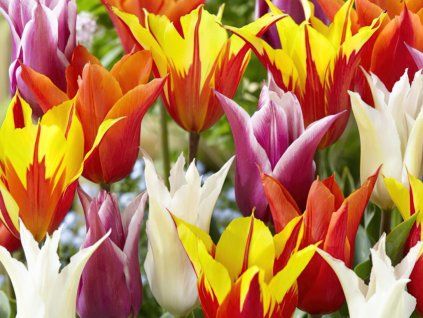 Liliokvěté tulipány - mix  Tulipa liliiflora mix