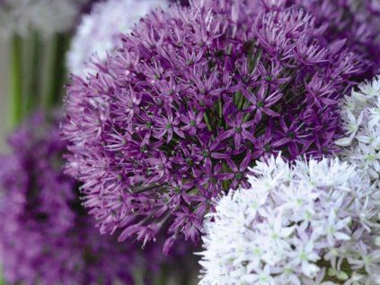 Česnek okrasný velkokvětý - mix  Allium Large Flowering Mix