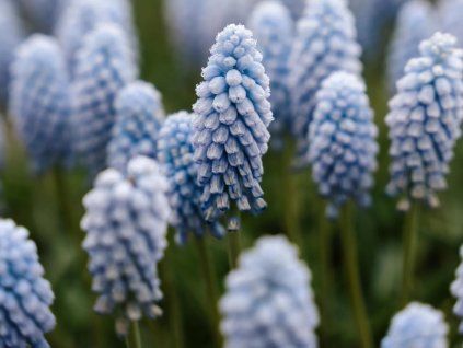 Modřenec 'Baby's Breath'  Muscari 'Baby's Breath'