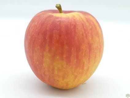 Jabloň 'Muškátová Reneta' - kontejner  Malus domestica 'Muškátová Reneta'
