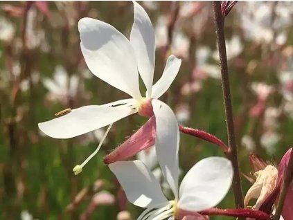 Svíčkovec lindheimeri 'Ellura' - Gaura lindheimeri 'Ellura'  Gaura lindheimeri 'Gaudi White'