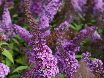 Komule Davidova 'Peacock Pink'  Buddleja Davidii 'Peacock Pink'