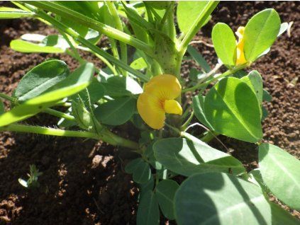 Podzemnice olejná 'Salomat Peanut'  Arachis 'Salomat Peanut'